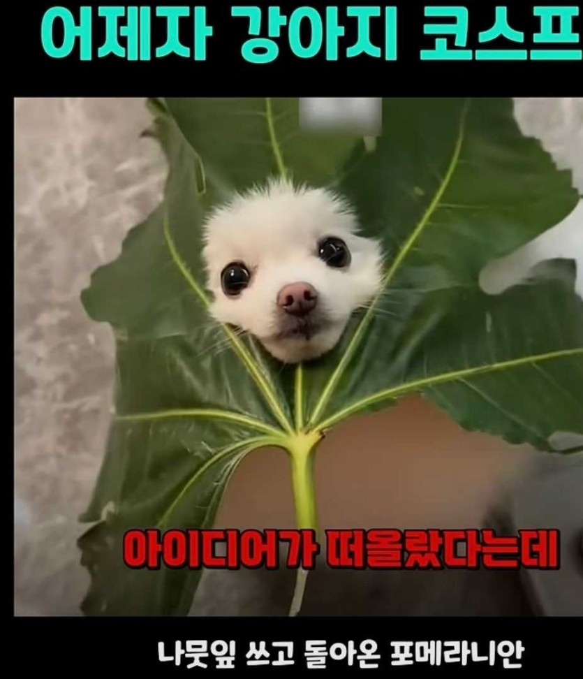 6a27a73593a00.jpeg
