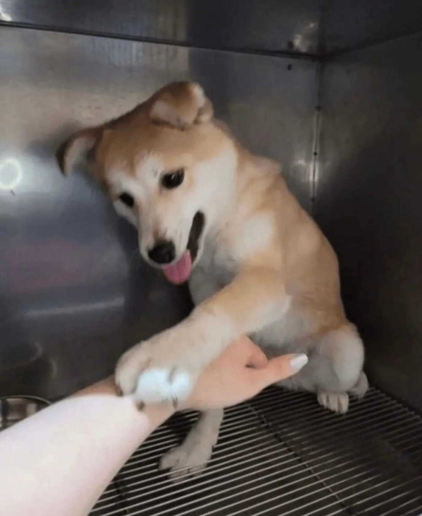 6a32b1c92ba6a.jpeg
