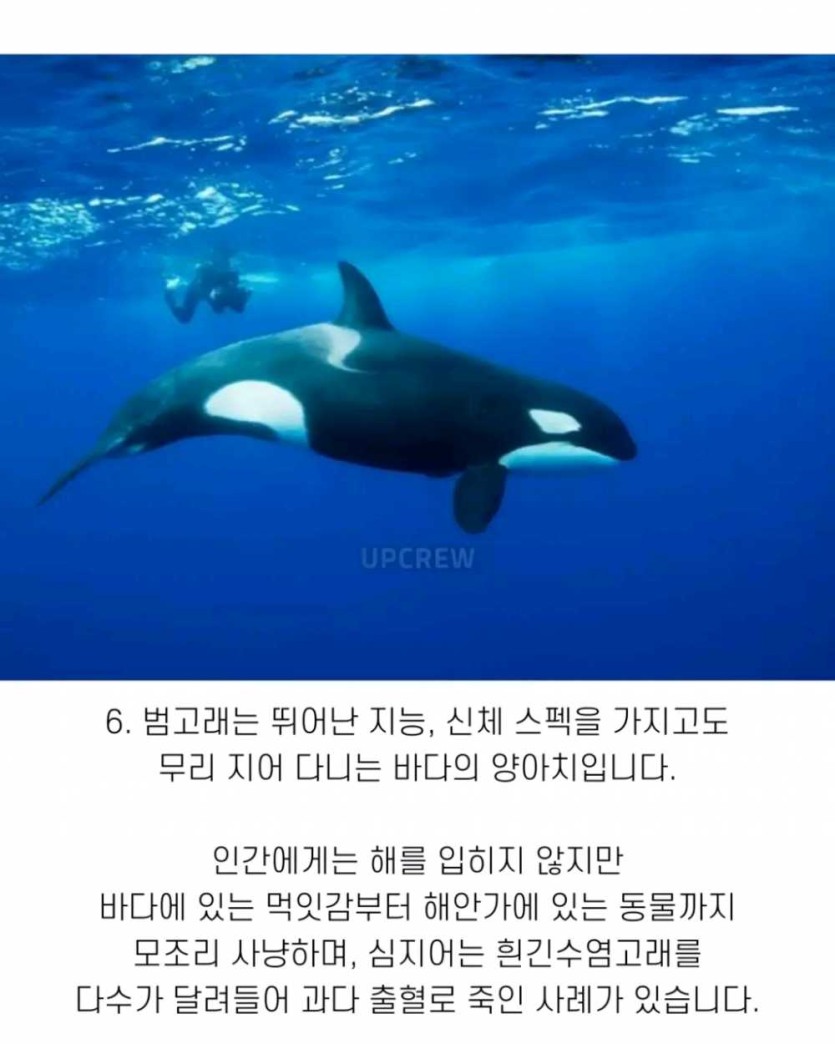6a490d3606bbe.png